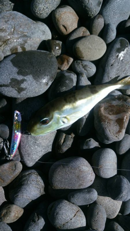 ペタペタのサーフ